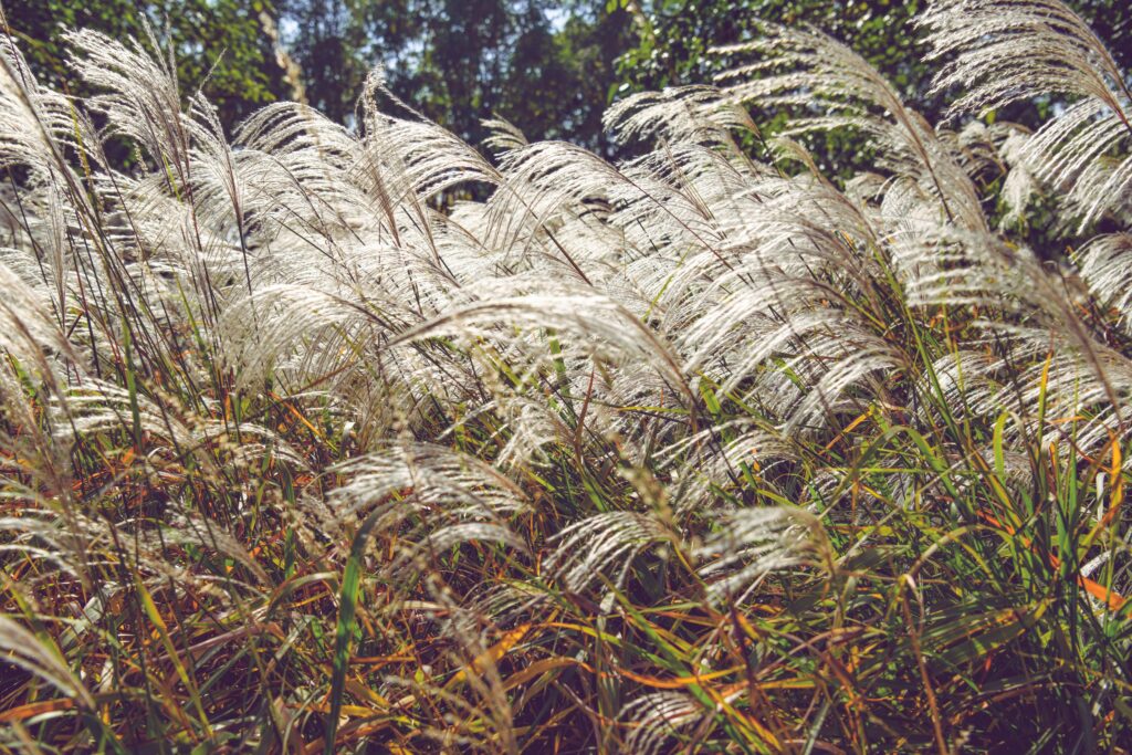 Miscanthus traits are improved by AI crop analysis to boosts sustainable biofuels research