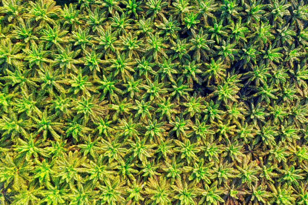 Current image: Aerial photo of a vibrant palm tree plantation in Sukabumi, Indonesia.